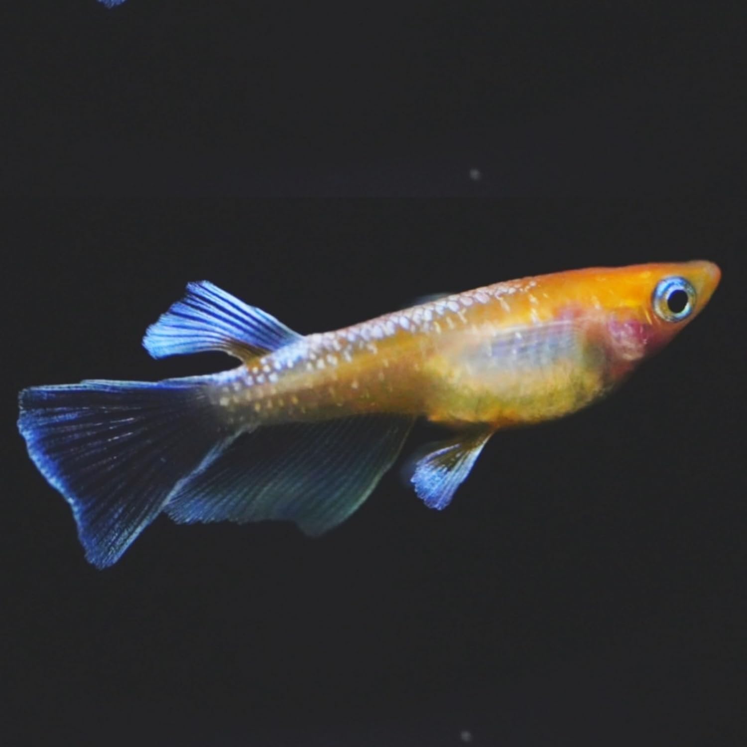 Amazon | 【稚魚5匹】メダカ レッドクリフ紅白リアルロングフィン