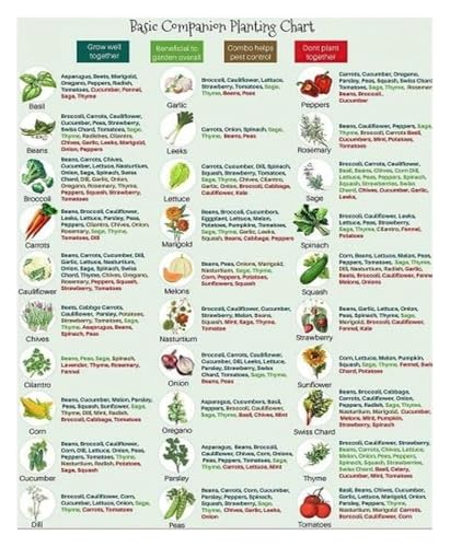 Gardener's Companion Planting Chart - What to Plant Together for Healthy Growth - Laminated Vegetable & Herb Guide for Organic Gardening & Kitchen Garden Decor(Unframed,08x12inch(20x30cm))