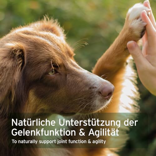 AniForte Marine Kollagen Gelenkpulver für Hunde CollaMove 250g – Fisch Collagen unterstützt Gelenke, Sehnen & Bänder – Naturprodukt für Gelenkfunktion & Agilität