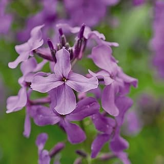 Sweet Rocket Seeds Hesperis matronalis Hardy Biennial Fragrant Single Purple Blooms Spring Flowering Easy to Grow Your Own Garden Flowers 1x Packet (Approx. 6 Seeds) by Thompson and Morgan