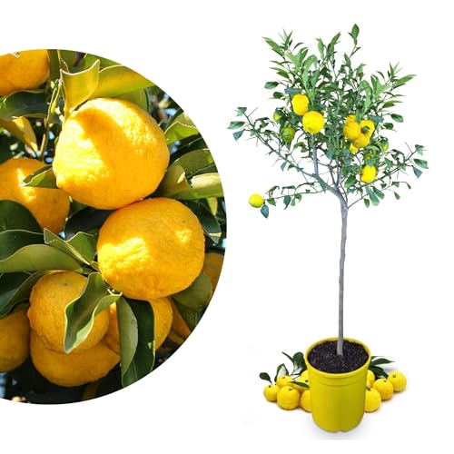 Meine Orangerie Yuzu Baum - Citrus Junos - Frosthart - echte veredelte Yuzu Zitrone - Fruchtreife Zitruspflanze in Gärtnerqualität - sehr aromatische Früchte für Yuzu Saft (Grande [L])