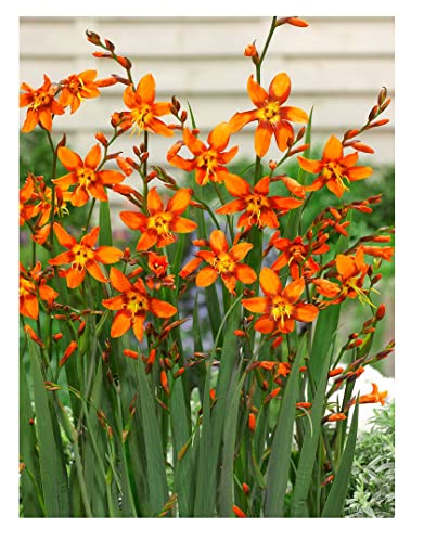 10x Crocosmia Emily McKenzie Summer Flowering Bulbs Spring Planting Easy to Grow Montbretia Hardy Garden Perenial Flowers