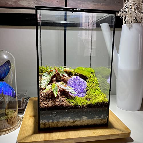 Large Geometric Terrarium Glass Container, 11 Inch High Greenhouse W/Lid, For Indoor Plants, Succulent, Moss, Air Plant, Tabletop Decoration #TOP5