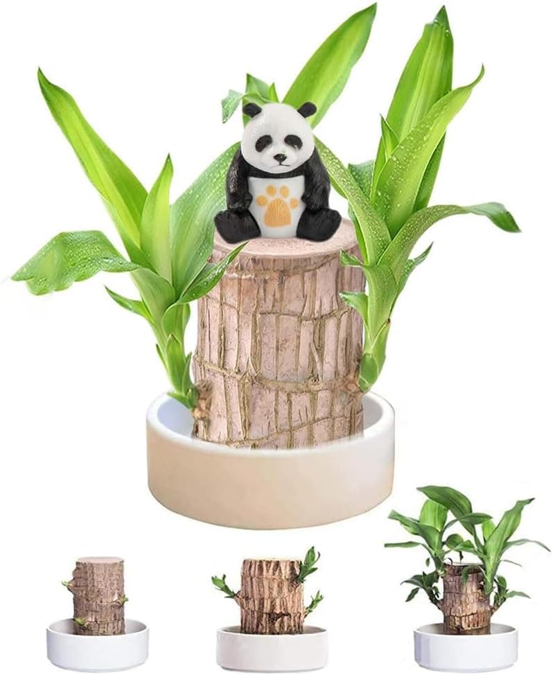 FETNHU Brazilian Wood Plant, Brazillian Wood with Panda Ornaments for Home Office (A)