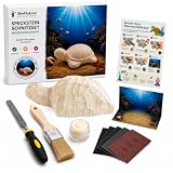 Speckstein Set [MIT UNTERWASSER-SCHAUKASTEN] – inkl. Meeresschildkröte, Werkzeug & Polierwachs – Kreatives Bastelset für Anfänger & Fortgeschrittene – Schnitzset fördert Konzentration & Stressabbau