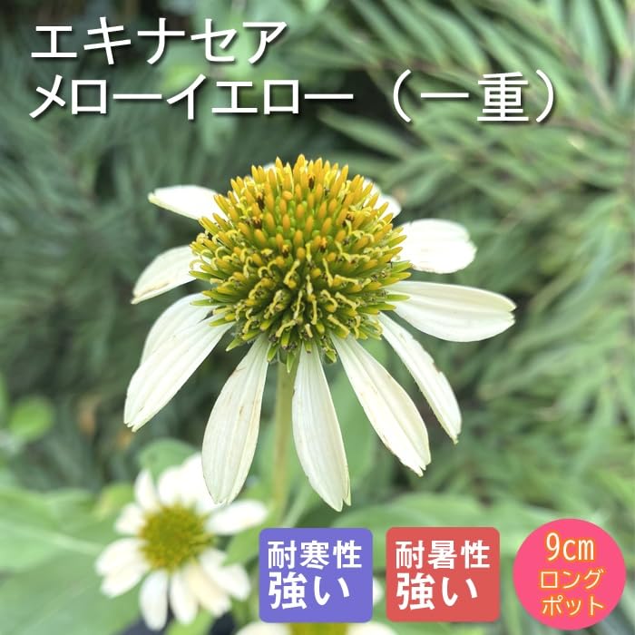 エキナセア（パラディソ）幼苗/八重性ローズ/宿根草/約80cm（ポットのまま）④ 29655_1.jpg