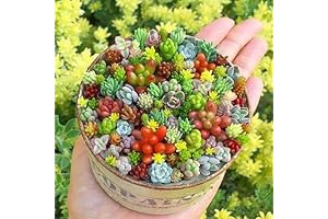 200pcs Premium House Plants Seeds