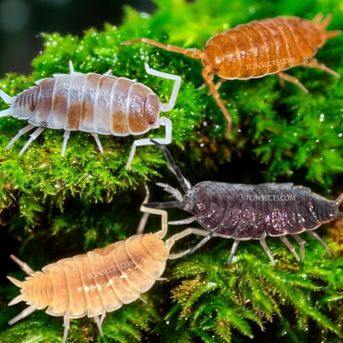 TC INSECTS Live 10ct Powder Party Mix (Porcellionides Pruinosus) Cleanup Crew & Reptile Food