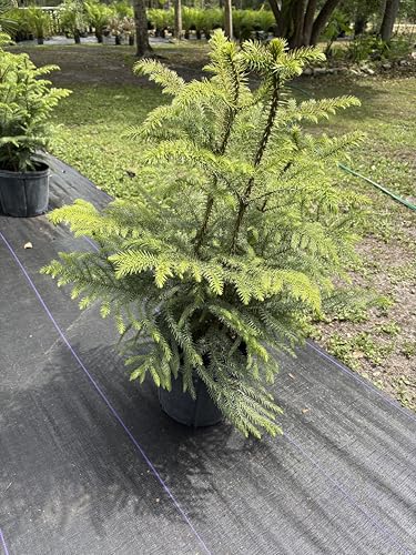 Northfolk Island Pine Live Plant 3 feet Tall Tropical Plant Cold Hardy NO Shipping to California