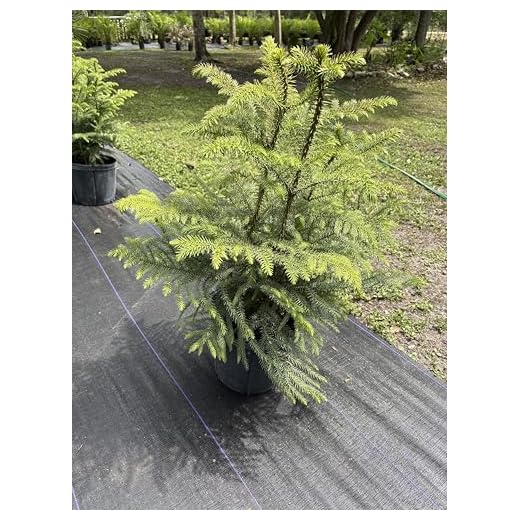 Three Feet Tall Northfolk Island Pine
