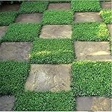 1,000+ Outdoor Green Carpet Seeds for Planting - Rupturewort (Herniaria Glabra)