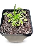 Cape Sundew (Drosera capensis) – Carnivorous Plant with Pot, Easy Indoor Grow Kit for Beginners & Nature Enthusiasts