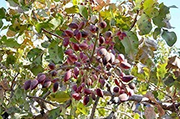 Foto de Semillas del árbol del pistacho