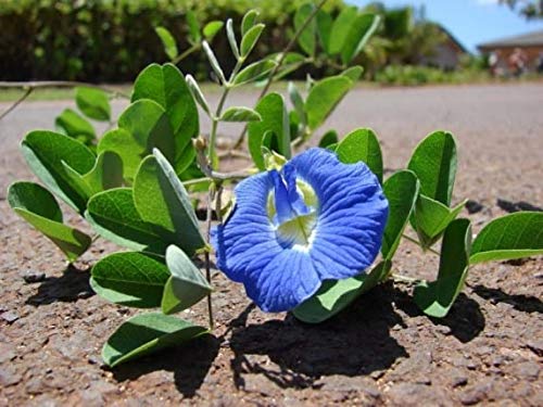 WingDong VANATHI HERBS & LIVE PLANTS Live Plant Shankapushpi (B07G5CG9P7) Amazon Price History, Amazon Price Tracker