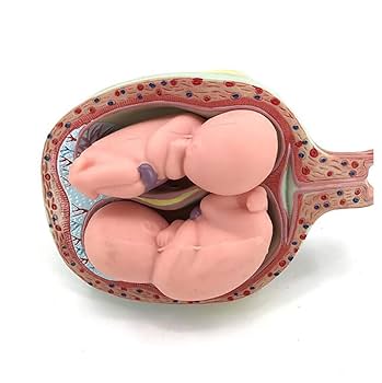 PNATOMY 胎児模型 約15cm 61zxHaJoRqL._UF350,350_QL50_.jpg