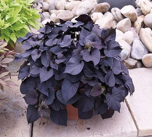 100pcs Purple Sweet Potato Plant Seeds Fast Growing Suitable for Indoor & Outdoor Gardens