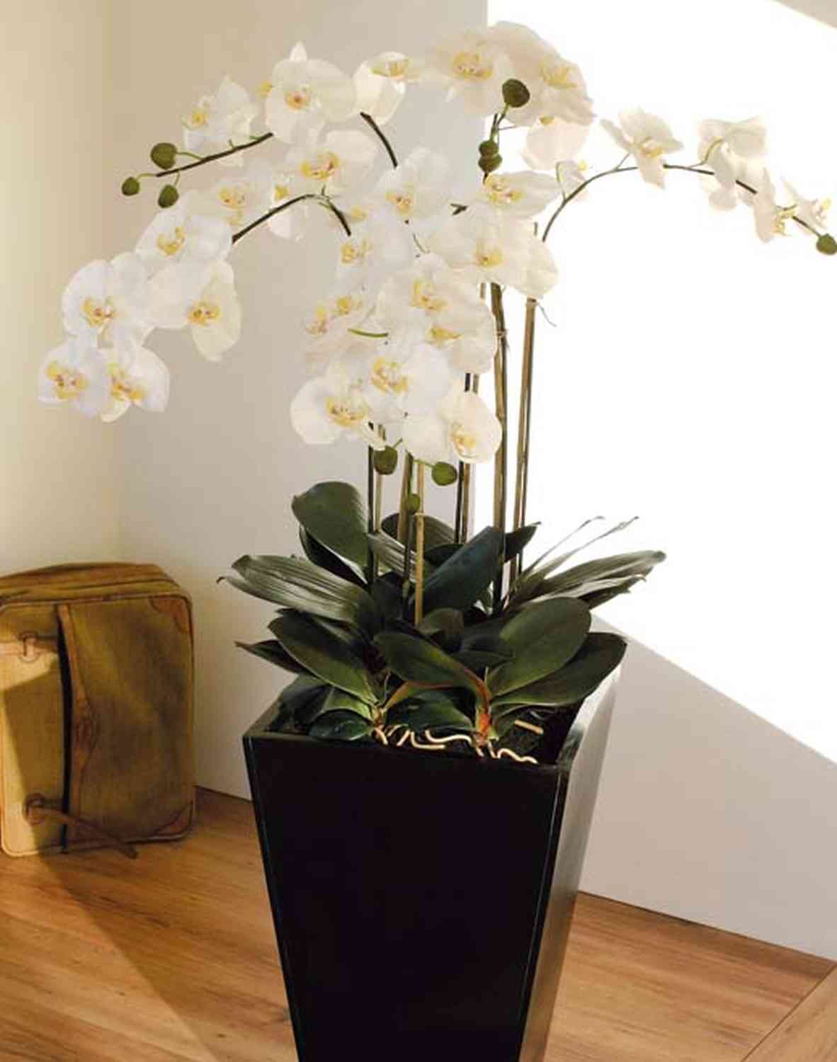 artplants.de Kunst Phalaenopsis Orchidee Wilhelmina, Holztopf, weiß, 150cm - Kunstblume Orchidee