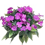 Artificial Impatiens Bouquet Flower Patio Lawn Garden Wedding Photo Decor(2Pcs)