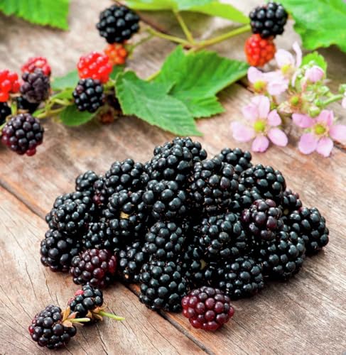 Asterina® Premium Brombeerpflanze, Zucker-Brombeere, Selbstfruchtend, Winterhart, Reife Früchte Schwarz-Violett, Für Garten und Terrasse