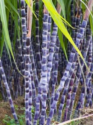 Purple Black Sugar Cane Plants