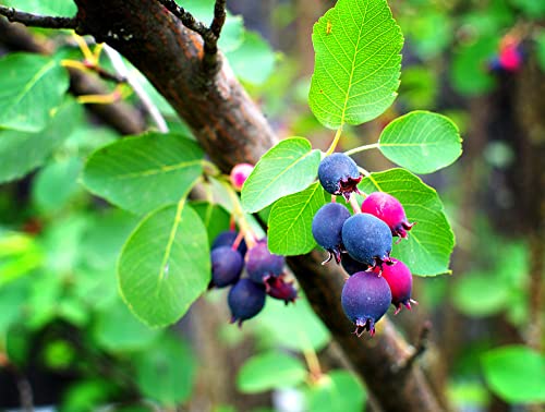 50 Saskatoon Serviceberry Seeds for Planting Amelanchier alnifolia, Seeds (Edible, Fall Color, Hardy) 50 Seeds to Grow