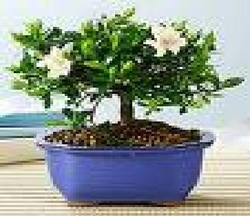 2CHIXGIFTS White Gardenia Bonsai-Medium