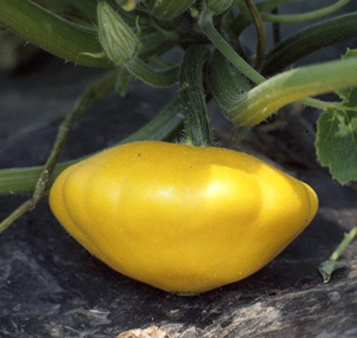 "Yellow Bush Scallop" Summer Squash Seeds For Planting, 30+ Heirloom Seeds Per Packet, (Isla's Garden Seeds), Non Gmo Seeds, Botanical Name: Cucurbita Pepo Var. Clypeata, Great Home Garden Gift #TOP3
