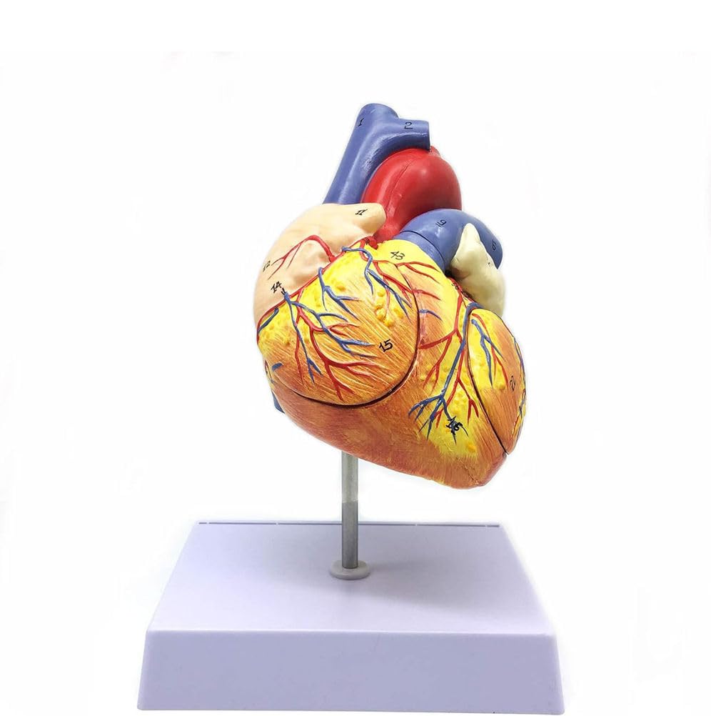 Modello di Cuore Umano Anatomicamente Accurato, Numerato in 2 Parti con 34 Strutture Anatomiche Tenute Insieme da Magneti sulla Base 2X,2X