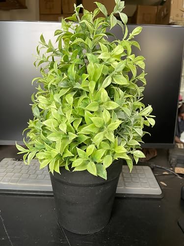 Image of Artificial Realistic Green Leaves Bonsai Potted Plant for Home Office Kitchen Living Room Hotel Restorent Table Corner Center Piece | Natural Look | Show Piece | 36 cm
