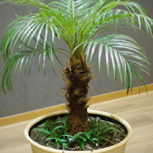 Canary Island Date Palm Pheonix Canariensis Tropical Houseplant Seeds - 15 Rare Seeds