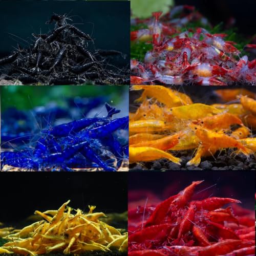 SF Aquatic™ 20 Mixed Color Neocaridina Rainbow...