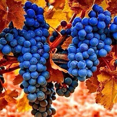 2 : 50pcs/bag Rare finger grape seeds,Advanced fruit seeds,Natural growth grapes Delicious potted plants for home garden 2:Seeds Only