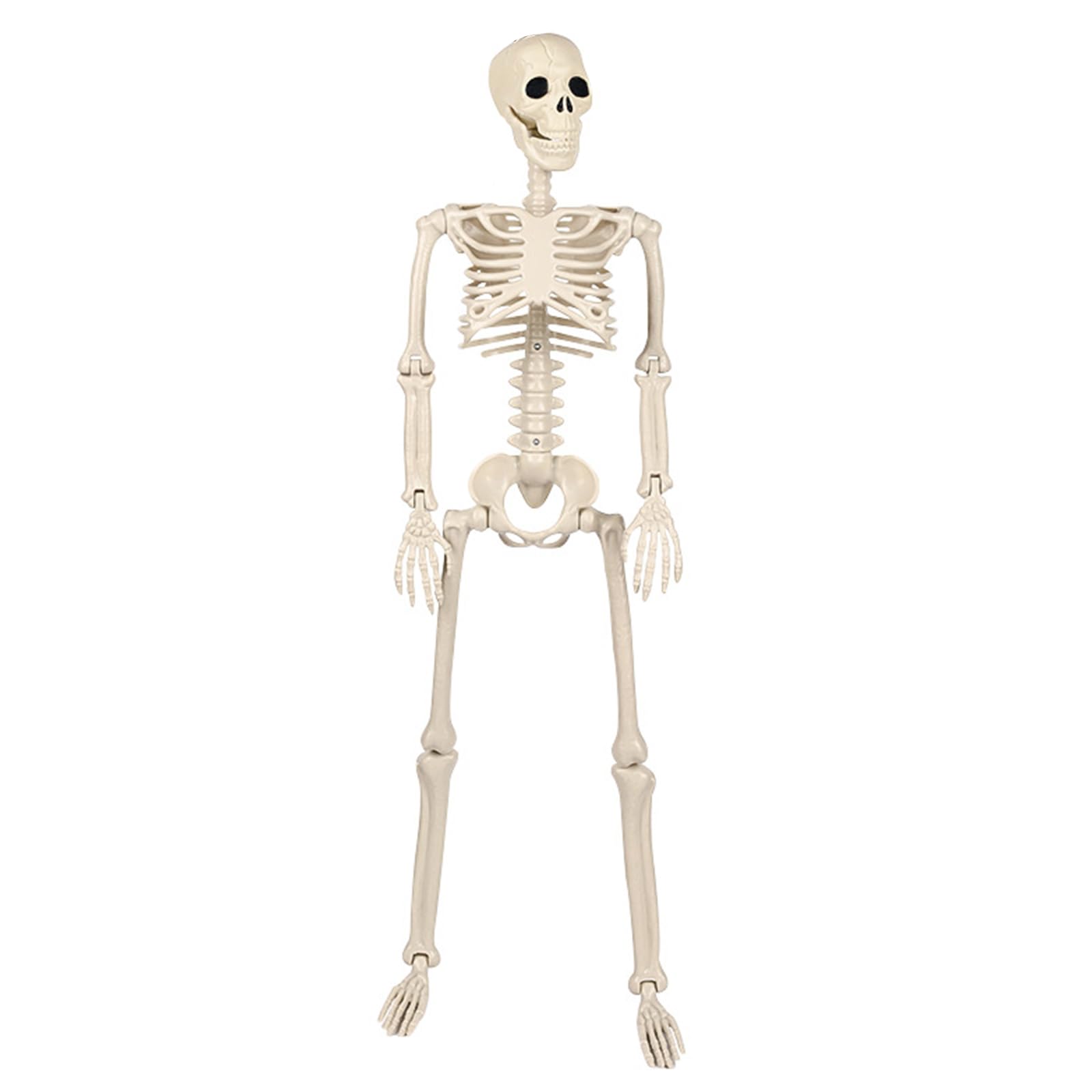 Elnwnnkc Ceiling Hanging Skeleton with Movable Joints Realistic Human Body for Halloween Party Decoration Haunting House Jewelry Poseable Skeleton