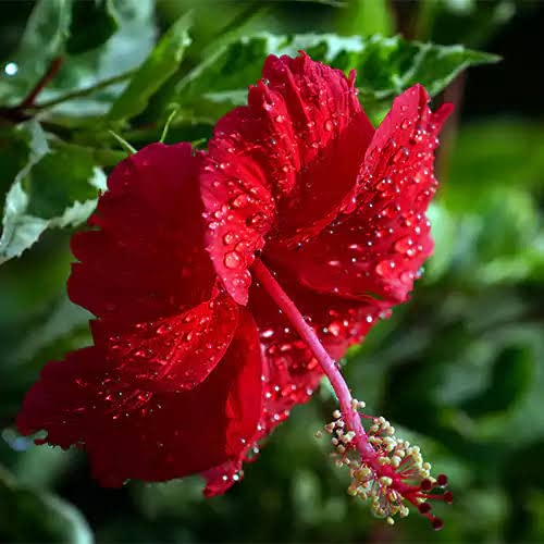 Kalpataru Red Hibiscus Flower Plant/Red Hibiscus Pack of Live plant/Desi Gudhal Live Flower Plant/Desi Red Hibiscus (B0B8SXJ8DR) Amazon Price History, Amazon Price Tracker