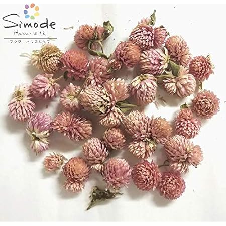 Amazon 訳アリ商品 アウトレット ドライフラワー 千日紅 センニチコウ ミルキーピンク個 ドライフラワー オンライン通販