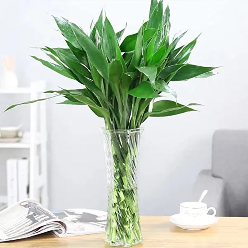UNNATI9GROUP Lucky Bamboo Straight Sticks 60 cm Live Plant Pack of 10 3
