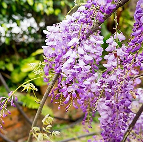 Lilac Wisteria Tree Seeds Mini Bonsai Flower Seeds 10Pcs #TOP1