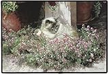 Sweet Alyssum Cat Doormat Sueellen Ross Fiddler's Elbow