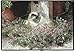 Sweet Alyssum Cat Doormat Sueellen Ross Fiddler's Elbow