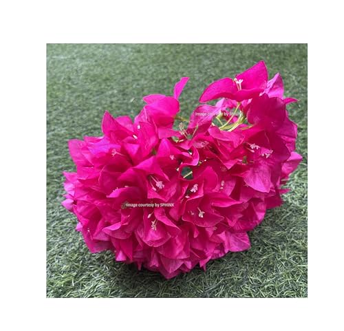 Image of SPHINX Artificial Bougainvillea 5 Heads Bunch Without Vase for Home Decor,Centerpieces, Christmas Decorations, Welcome Reception, Dinner Table decor Approx Height 50 cms- (4 Pieces, Mixed Colors)
