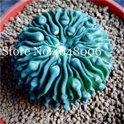 Bloom Green Co. 100 pezzi Mix Lithops Bonsai Living Stones Succulente Cactus organico giardino bonsai per dell'interno Suculentas perenne Angiosperme Pianta: p