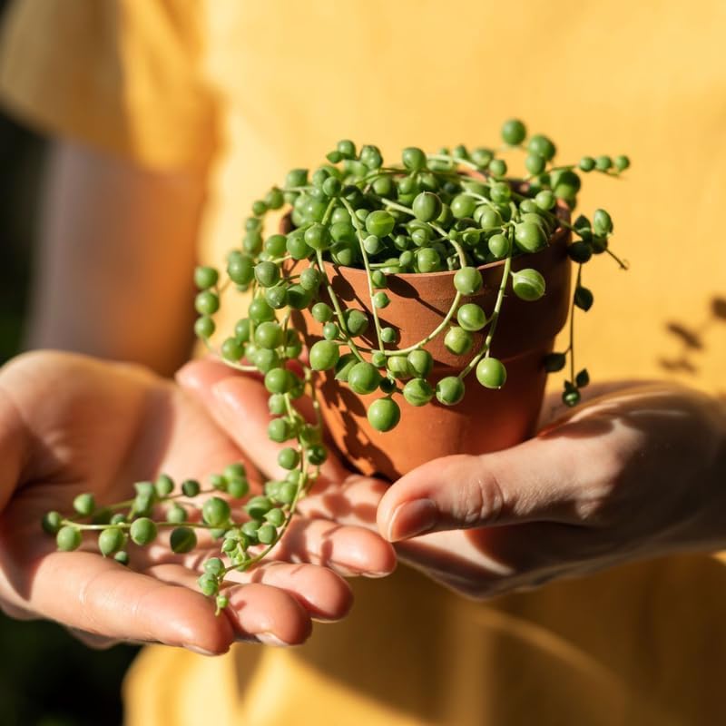 Miniatura 3 de Planta de cadena de perlas vivas para plantar, maceta de cadena de perlas, planta de cadena de perlas vivas, completamente enraizada, planta de
