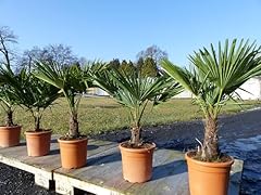 Hanfpalme 80-100 cm Palme Trachycarpus...