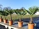 Hanfpalme Trachycarpus fortunei 80-100 cm winterhart