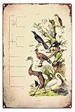  Panneaux en métal vintage drôles oiseaux cygne grue pic-bois hibou Guérin Classification des ordres d\'oiseaux Ornithologie Panneau en métal français Impression début des années 1800 Plaque en étain
