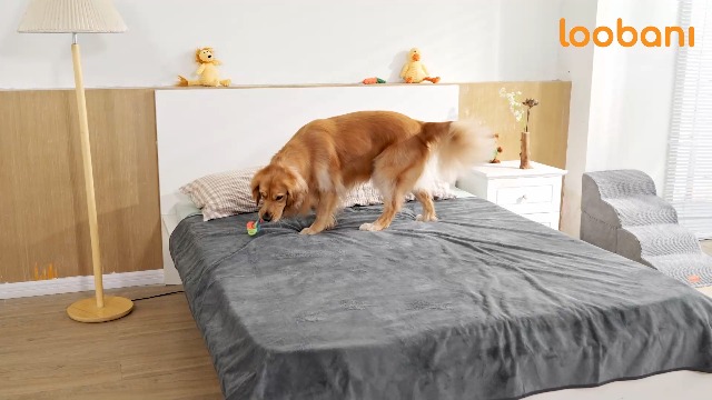 Amazon | LOOBANI 洗えるペットシーツ ペットマット ペット おしっこ