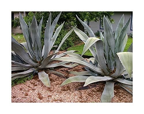 Stk - 10x Agave americana Agaven Garten Zimmer Pflanzen - Samen ID269 -  Seeds & Plants Shop by Ipsa : Amazon.de: Garten