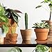 Terra Cotta Pots with Saucer- 6-Pack Large Terracotta Pot Clay Pots 5'' Clay Ceramic Pottery Planter Cactus Flower Pots Succulent Pot Drainage Hole- Great for Plants,Crafts,Wedding Favor (5 inches)