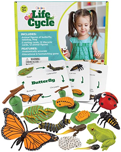 Life Cycle Kit Toy Montessori - Realistic Figurine Toys, Kids Animal Match Set with Frog, Ladybug & Butterfly - Includes 12-Piece, Stocking Stuffers Educational & Fun Learning Game for Children 3+