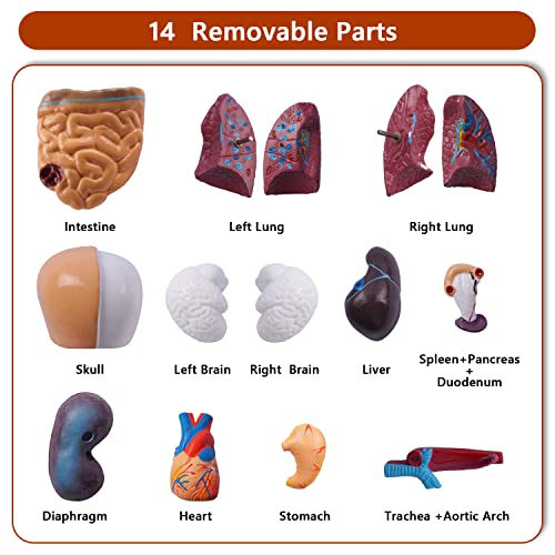 Image of breesky 10.5inch Medical Torso Human Body Model Anatomy 15 Removable Parts Education Organs Model for Teaching Study Class Students (Red)